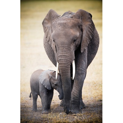 Plagát, Obraz - Elephant and baby, 61 × 91.5 cm