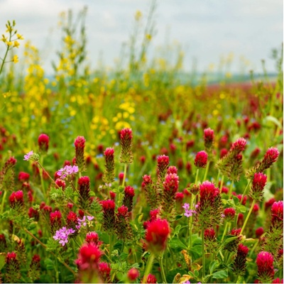 Bylinná směs pro drobnou zvěř - Kiepenkerl - luční směs - 1 kg – Zboží Mobilmania
