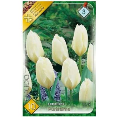 TULIPÁN PURISSIMA 7ks
