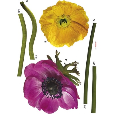 Komar 17012 Samolepicí dekorace na zeď Freestyle Anemone, rozměry 50x70cm