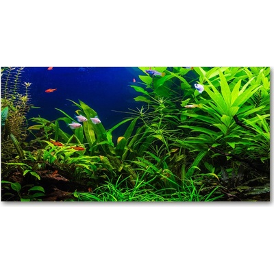 Foto obraz sklenený horizontálny Ryby v akvárium 100x50 cm