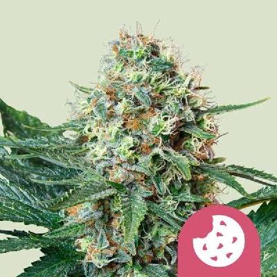 Royal Queen Seeds Royal Cookies semena neobsahují THC 1 ks