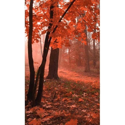 Dimex MS-2-0095 vliesová fototapeta rozměry 150 x 250 cm