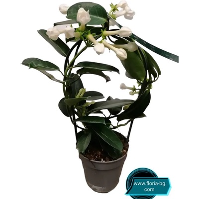 СТЕФАНОТИС (МАДАГАСКАРСКИ ЖАСМИН)