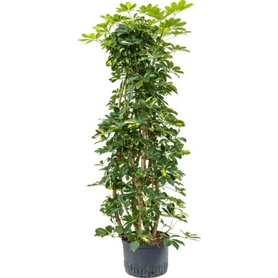 Schefflera arboricola "Gold capella" branched column 28/19 výška 170 cm