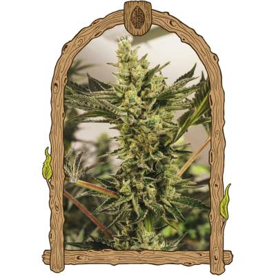 Exotic Seeds Banana Mash AUTO semena neobsahují THC 3 ks