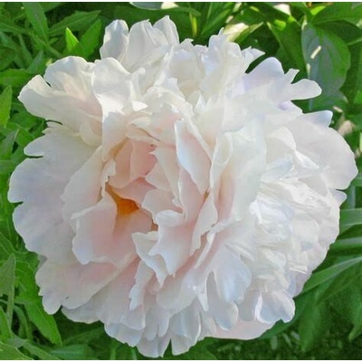 Paeonia lactiflora 'Shirley Temple' Velikost hrnku: 3 l červ – Hledejceny.cz