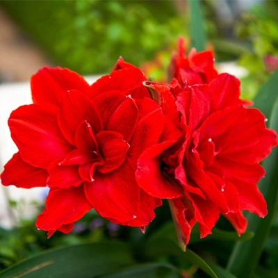 Hvězdník plnokvětý Amarantia Hippeastrum cibule hvězdníku 1 ks