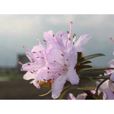 Rododendron obtížený Moerheim (kontejner C2)