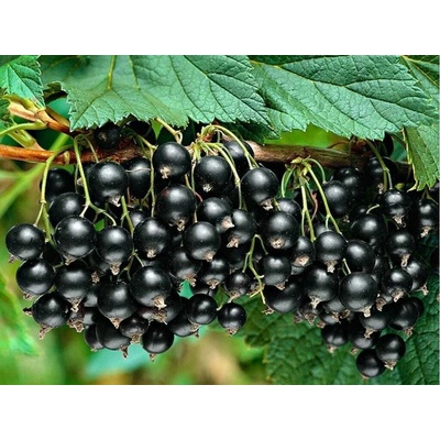 Ríbezľa kríková Titania, výška 30-40 cm , kvetináč 1,5 l