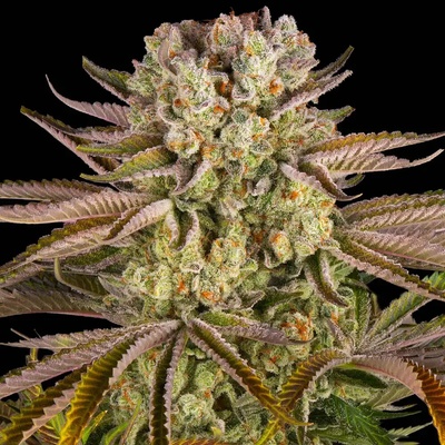 Barney's Farm Pineapple Express semienka neobsahujú THC 10 ks