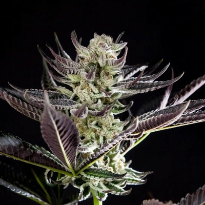 Philosopher Seeds Purple Punch x Do-Si-Dos semienka neobsahujú THC 25 ks