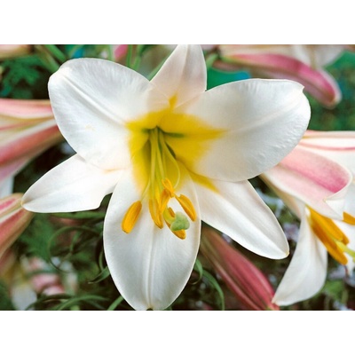 Ľalia regale, kvetináč 11 cm
