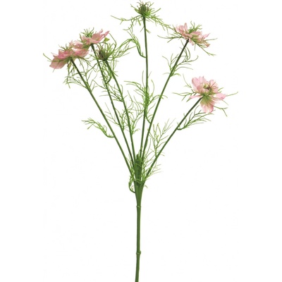 Černucha - Nigella damascena růžová V66 cm