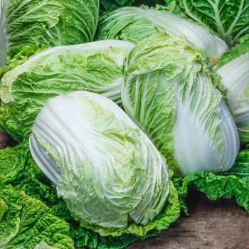 Kapusta BRASSICA RAPA semená 0,2 g