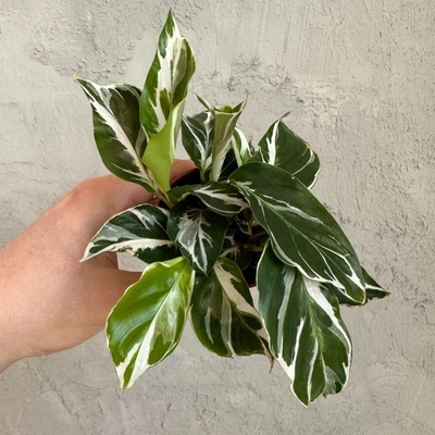 Calathea White Fusion baby
