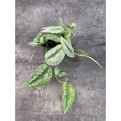 Scindapsus Pictus Trebie