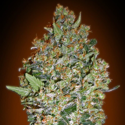 00 Seeds Bank Cheese Berry semienka neobsahujú THC 100 ks