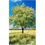 DIMEX ART Флизелинов фототапет дърво на поляната 150 x 250 см