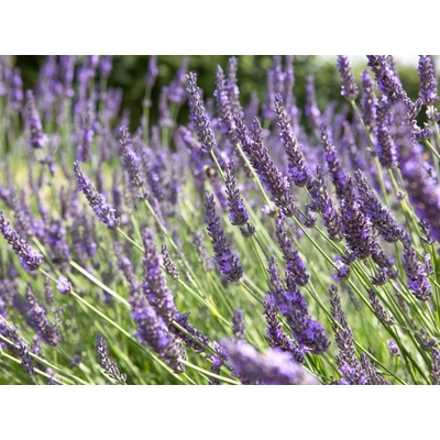 Levanduľa prostredná Grosso - Lavandula intermedia, kont. 0,5 l
