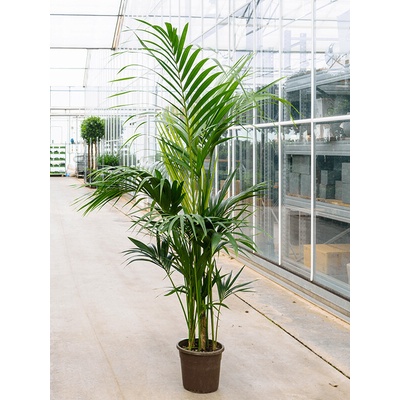 Kentia (Howea) forsteriana tuft extra 5/6pp 27x200 cm