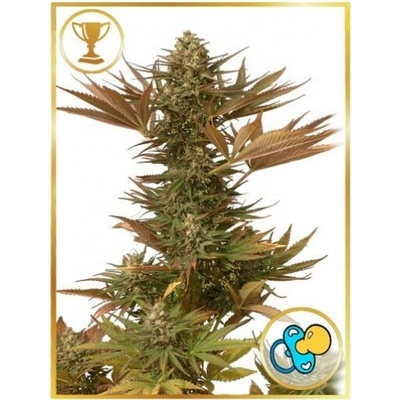 Mr. Hide Seeds Mr. Eiden Mass semienka neobsahujú THC 100 ks