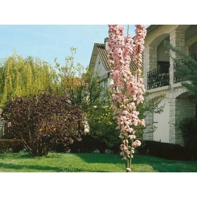 Okrasná čerešňa Amanogawa, výška 50-80 cm, kvetináč 23 cm
