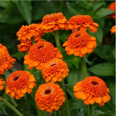 Cínia Zinderella Orange - Zinnia elegans - semená cínie - 20 ks