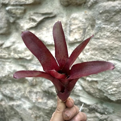 Neoregelia - Amazon
