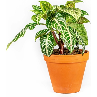 Gardners Aphelandra Squarrosa, průměr 12 cm Afelandra