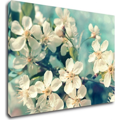 Impresi Obraz Čerešňový kvet modré pozadie - 70 x 50 cm