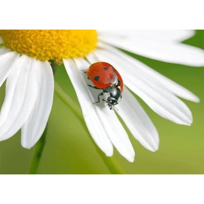 (B) 3D pohľadnica Lienka s margarétkou