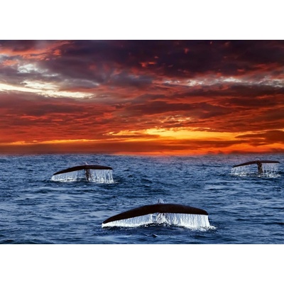 Dimex MS 5-0525 Vliesová fototapeta Velrybí ocasy rozměry 375 x 250 cm