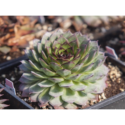 Skalnica BigSam Chrome Green - Sempervivum, kont. 0,5 l