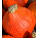 BIO Tekvica Solor - Cucurbita maxima - bio semená tekvica - 7 ks