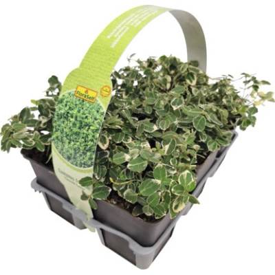 Bršlen Fortuneov biely panašovaný FloraSelf Euonymus fortunei 'Emerald Gaiety' balenie 6 ks