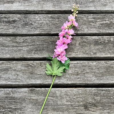 Delphinium ružové 79 cm 79 cm