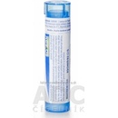 Solanum Malacoxylon gra.1 x 4 g 9CH