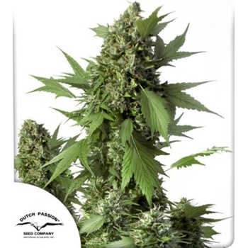 Dutch Passion Auto Duck semena neobsahují THC 100 ks