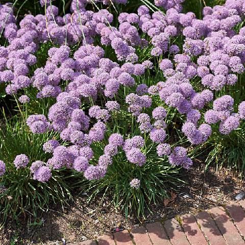 Poni Veni® Allium 'Avatar' - cesnak od 8,5 € - Heureka.sk