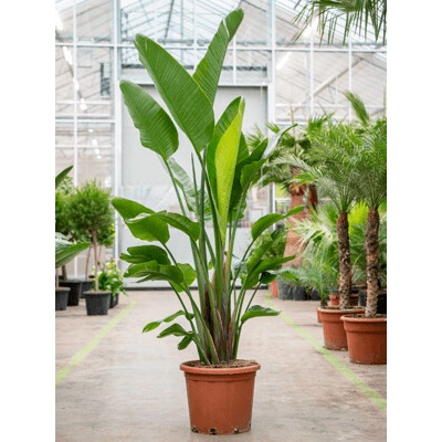 Strelitzia nicolai tuft 40x250 cm