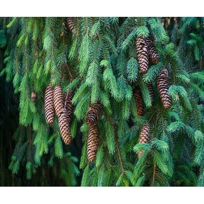 Picea abies Prodejní velikost: 051/070, Velikost hrnku: QP 40 Smrk ztepilý – Hledejceny.cz
