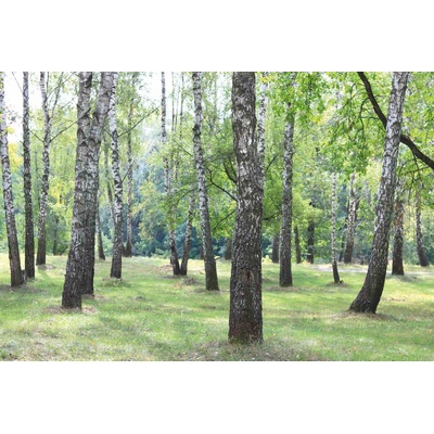 Флизелинов фототапет брезова горичка vi. 375 x 250 см