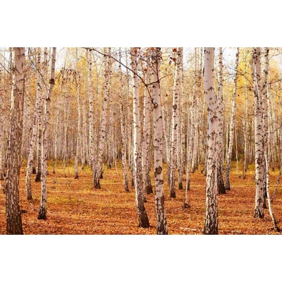 Dimex MS-5-1876 Vliesová fototapeta Březový háj II. rozměry 375 x 250 cm