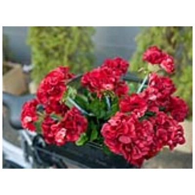 Europalms červená Pelargonie, 42 cm
