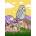 Ravensburger - Puzzle Snowy Owl - 500 piese