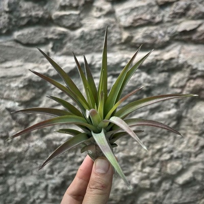 Tillandsia abdita