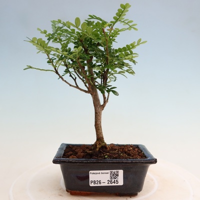 e-bonsai Pokojová bonsai - Zantoxylum piperitum - pepřovník