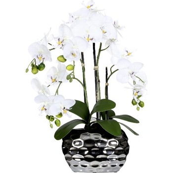 Orchidea biela v kvetináči, 55cm