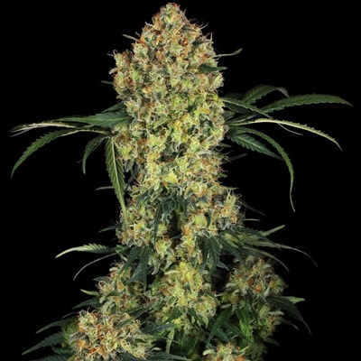 Sensi Seeds Research Aloha OG semienka neobsahujú THC 1 ks